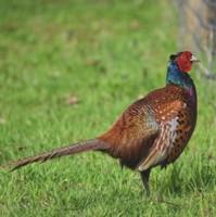 SVS vymezila rizikovou oblast s opatřeními proti šíření ptačí chřipky